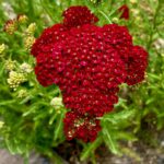 carmine red “Pomegranate” yarrow